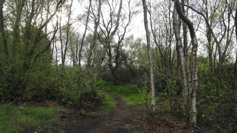 Man Walking Through Clearing in Woods 3, 4K 動画素材 219140612