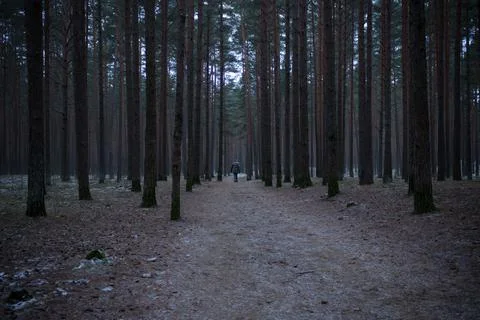 Man walking through the conifer forest, a country road through the forest Stock Photos