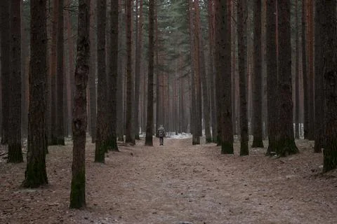 Man walking through the conifer forest, a country road through the forest Stock Photos