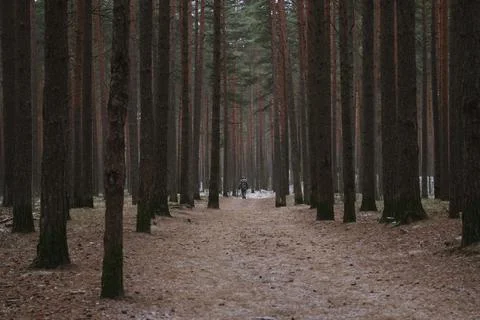 Man walking through the conifer forest, a country road through the forest Stock Photos