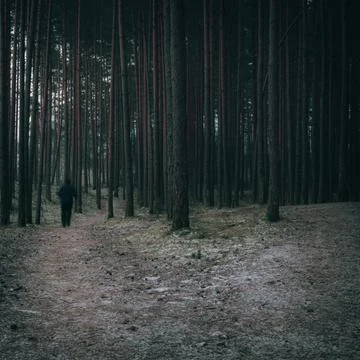 Man walking through the conifer forest, a country road through the forest Stock Photos