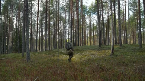 Man is walking through a coniferous forest Vidéo 297179605