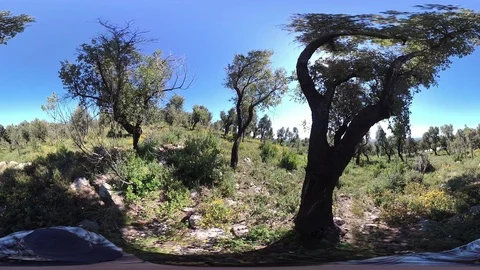 Man walking through Cork oak plantation, Algarve, VR360, VR, 360VR, 360 Video Video stock 107191137
