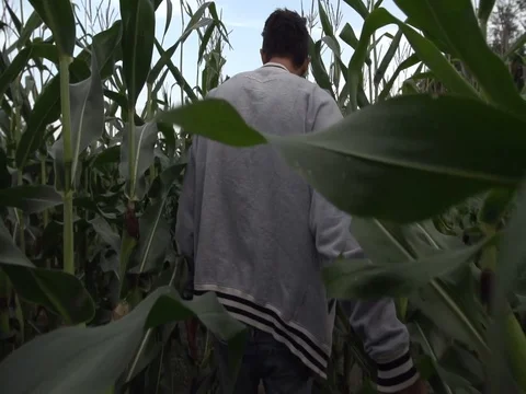 Man Walking Through Corn Field in Slow Motion Stock Footage 80072395