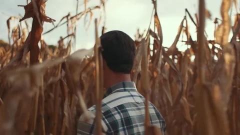 Man Walking Through a Corn Field During Sunset Stock Footage 81563615