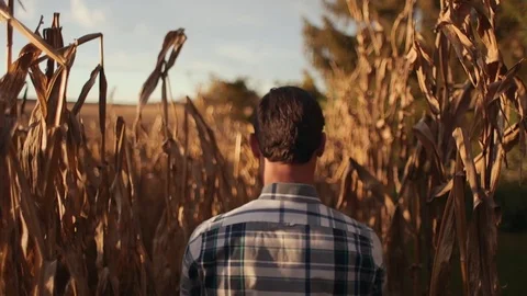 Man Walking Through Corn Field During Sunset (Tracking) Stock Footage 81563621