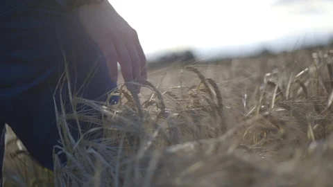 Man walking through corn as he passes his hand through the crops Stock Footage 102436945