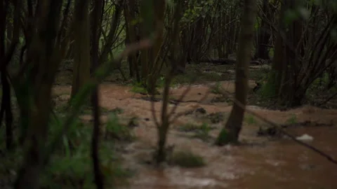 A man walking through a dark flooded forest in heavy rain during a storm Vidéo 263672998