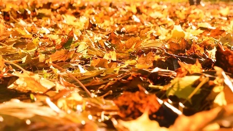 Man walking through fall leaves towards camera Stock Footage 75402679