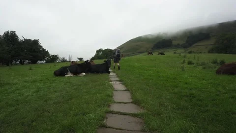 A man walking through a field of British cows in the countryside Stock Footage 135055412