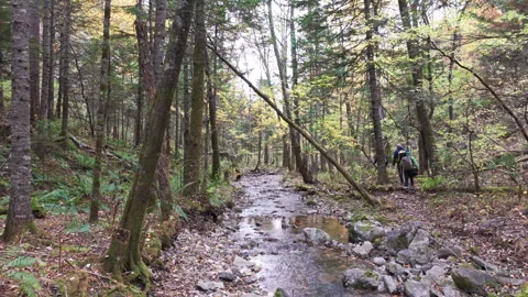 Man Walking Through Forest With Backpack Video stock 266930261