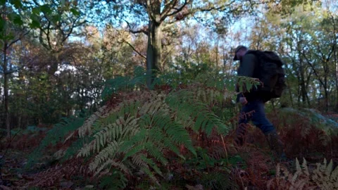 A man walking through a forest behind a fern plant 動画素材 229779974