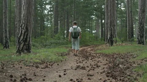 Man walking through the forest Stock Footage 11968105