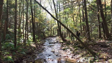 Man Walking Through Forest Next to River Stock Footage 266919685