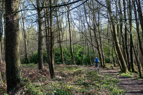 A man is walking through a forest Foto stock