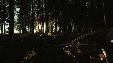 Man Walking Through Forest with Sun Coming Through Trees Stock Footage 34372713