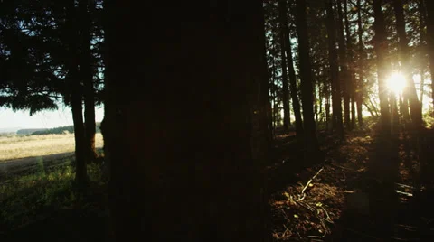 Man Walking Through Forest Into Sunset Stock Footage 34373255