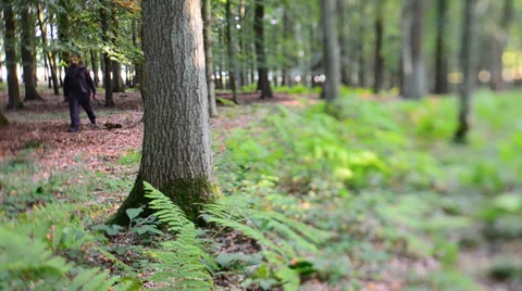 Man walking through forest (Tilt/shift) Stock Footage 37988581