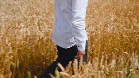 Man walking through the golden wheat field. Medium shot. Stock Footage 113875003
