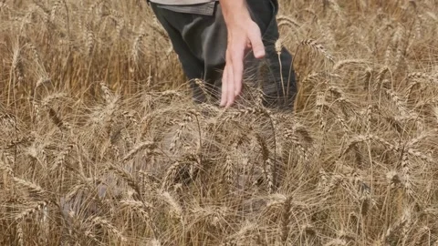 Man walking through golden wheat field with hand touching ripe wheat stalks Stock Footage 315854471