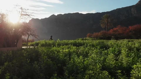 A man walking through grasses Video stock 202171476