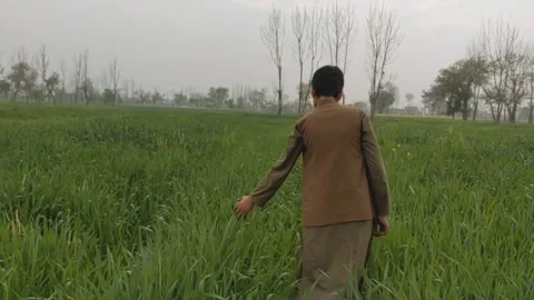Man Walking Through Green Wheat Field on Cloudy Day Video Clip 库存影片 331765881