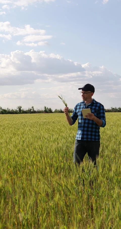 Man walking through green wheat field with tablet, checking crop condition and Stock Footage 345787713