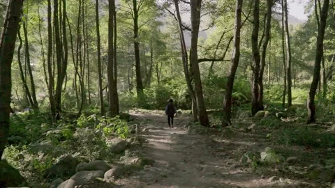A man walking through a grove in the mountains Vídeo Stock 168216154
