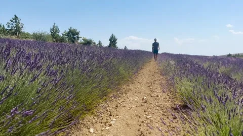 Man Walking Through Lavender Field, Ground Level View Stock Footage 338007228