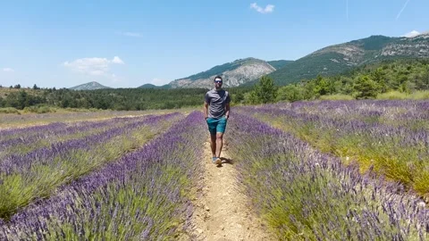 Man Walking Through Lavender Field, Tracking Shot Stock Footage 338007339