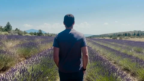 Man Walking Through Lavender Field, Tracking Shot Stock Footage 338007345