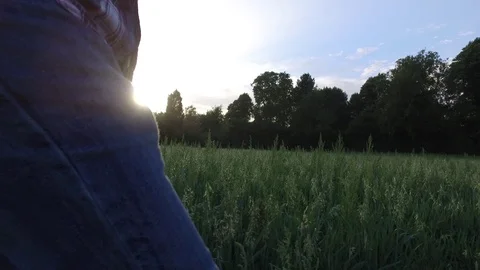 A man walking through a long grass field with low evening sunlight Video stock 98824230