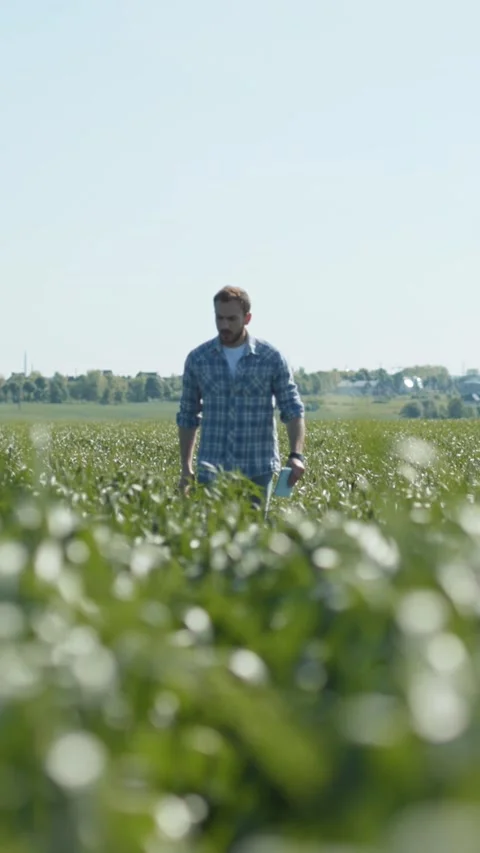 A Man Walking Through a Lush Green Crop Field That Is Flourishing Vibrantly and Stock Footage 314958614