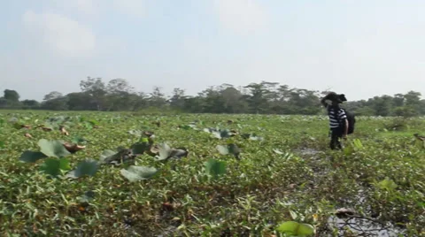 Man walking through mangroves looking for rare birds Stock Footage 34933402