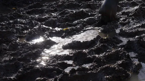 Man walking through muddy field Stock Footage 35779825