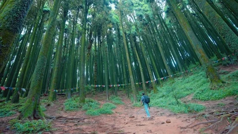 Man Walking Through Pine Forest — Wide Angle Shot at India on 10th August 2025 Stock Footage 323493207