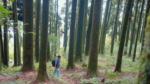 A man walking through a Pine forest in Darjeeling, India on 10th August, 2025 Stock Footage 323683707