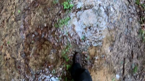 Man walking through puddles of rain in the forest Stock Footage 108584470