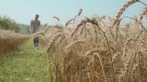 Man walking through ripe wheat field with close up of golden wheat ears in Stock Footage 315857097