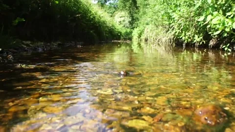 Man Walking Through Stream. Hiking through Water in Nature. Stock Footage 306516104
