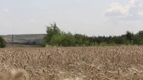 A man walking through a summer field with rye, rear view Vídeos de archivo 158002322