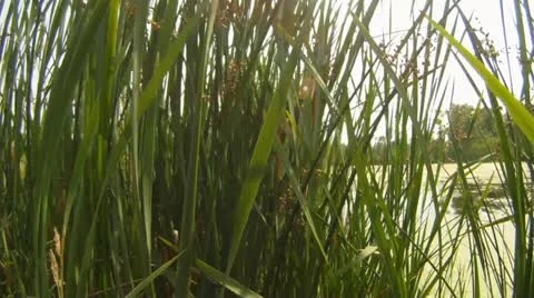 Man walking through thick plants 스톡 동영상 11298236