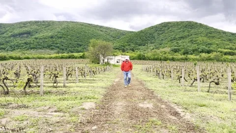 Man Walking Through Vineyard With Green Mountains in Background Video stock 335215026