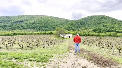 Man Walking Through Vineyard With Green Mountains in Background Vídeo Stock 335215032