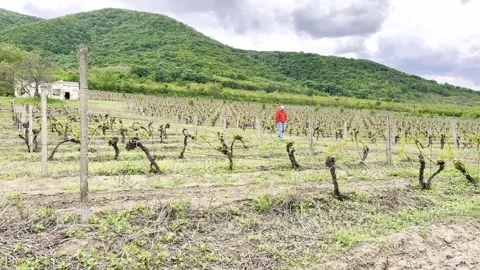 Man Walking Through Vineyard With Green Mountains in Background Video stock 335215046