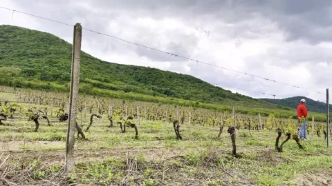 Man Walking Through Vineyard With Green Mountains in Background Stock-Footage 335215050