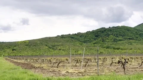 Man Walking Through Vineyard With Green Mountains in Background Vídeo Stock 335215051