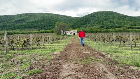 Man Walking Through Vineyard with Mountain Landscape in Background Stock Footage 335807934