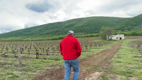 Man Walking Through Vineyard with Mountain Landscape in Background Video stock 335807993