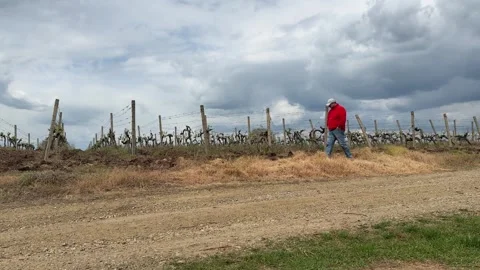 Man Walking Through Vineyard with Mountain Landscape in Background Stock Footage 335808058